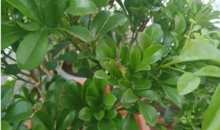 米兰花叶子蔫怎么回事 米兰叶子蔫咋回事