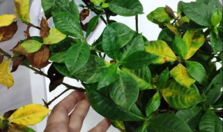 桅孑花叶子黄了怎么办（桅子花叶片黄了怎么办）