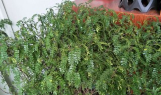 清香木黄叶子怎么办 清香木叶子有点黄了该怎么办