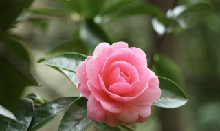 茶花干叶子怎么回事(茶花出现干叶怎么回事)