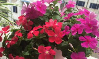 四季梅叶子打卷怎么办（四季春花叶子打卷怎么办）