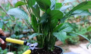 白掌叶子卷了怎么办 白掌叶尖卷了怎么办