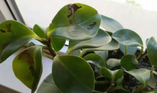 叶子变黑是怎么回事（宝莲灯叶子变黑是怎么回事）