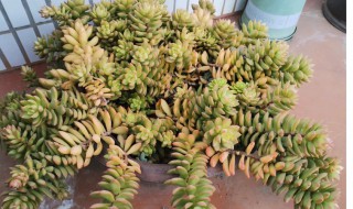 多肉黄丽掉叶子怎么办（多肉黄叶掉叶怎么办）