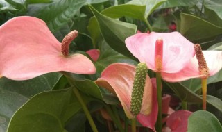 红掌花干枯是怎么回事 红掌花叶子干枯怎么办啊