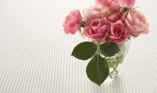 怎么养玫瑰花不容易枯萎（买的盆栽玫瑰花怎么养才不会枯萎）