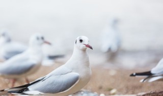 怎么煮鸽子蛋 鸽子蛋煮多长时间