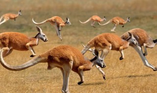 袋鼠是哺乳动物吗（袋鼠是哺乳动物么）