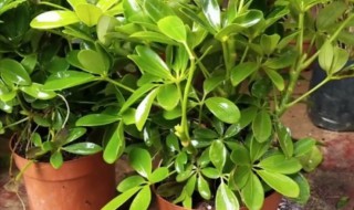 如何让鸭脚木快速生根 鸭脚木水培最快生根法