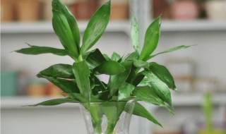 富贵竹枯萎了怎么办(富贵竹枯萎了怎么办?)
