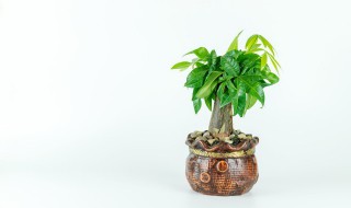 植物叶尖干枯怎么办 花叶叶尖干枯怎么办