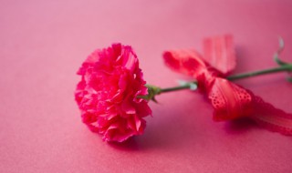 康乃馨干枯了怎么办(康乃馨枯萎了怎么办)