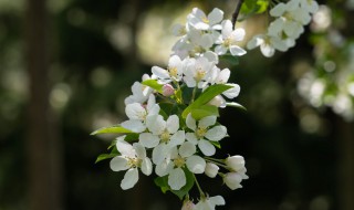 海棠花枯萎了怎么办 海棠花叶子枯了怎么办