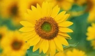 形容向日葵的abb词语(abb式的词语描写太阳)