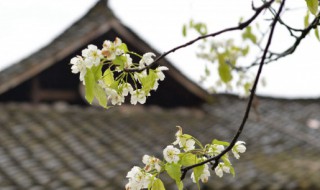 清明节心情短语（清明节,短语）