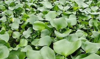 水葫芦怎么种植 水葫芦怎么栽
