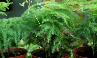 盆栽文竹怎么养（盆栽文竹怎么养护）