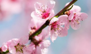 桃树种植时间秋天能种植吗（桃树栽种季节）