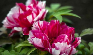 牡丹种植后几天可以发芽 移栽牡丹多久生根发芽