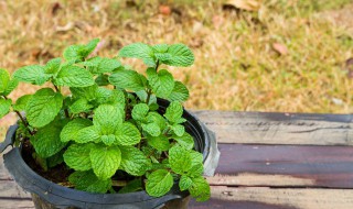 薄荷怎么种植（薄荷怎么种植方法和注意事项）
