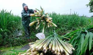 茭白怎么种植 茭白怎么种植技术视频