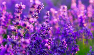 花草在冬天为什么会枯萎（冬天不枯萎的花草）