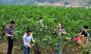 果桑种植的利润怎么样 果桑种植成本与收益