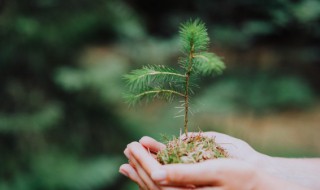 松树种子几天发芽 松树几月份发芽