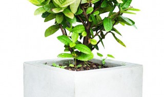 幸福树枯叶怎么回事（幸福树叶子干枯）