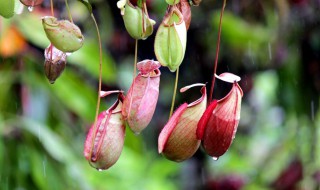 猪笼草笼子枯萎怎么剪（猪笼草枯了可以剪吗）