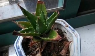 芦荟叶尖干枯了怎么 芦荟叶子尖端干枯要剪掉吗