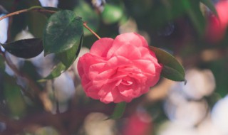 花枯萎了怎么办（绣球花的花枯萎了怎么办）