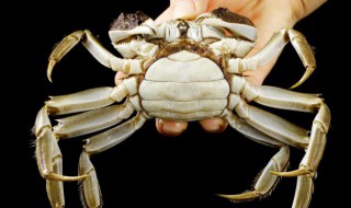 活的河蟹可以直接放冷冻吗（河蟹可以活着冷冻保存吗）