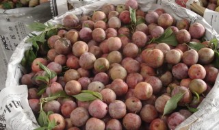 鲜李子如何保存(李子的储存和保鲜方法)