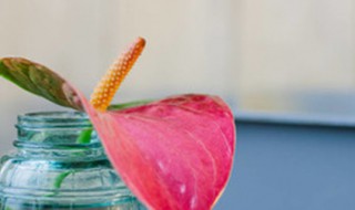 红掌开花时能施肥吗 红掌施什么肥能开花