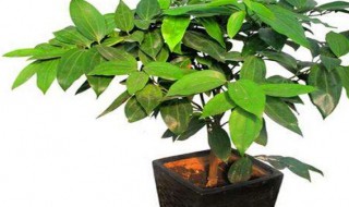 平安树叶尖干枯是啥病（平安树叶子边干枯是怎么回事）