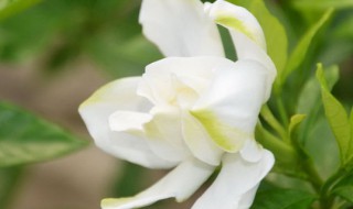 栀子花适合在卧室养吗（栀子花适合在卧室里养吗）