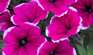 矮牵牛适合在室内养吗 矮牵牛适合室外种植吗