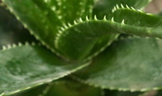 芦荟适合在北方室内养吗好过冬吗（芦荟适合冬天养吗）