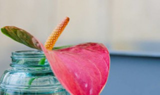 红掌适合在室内养吗（红掌适不适合在室内养）