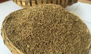 孜然颗粒打成粉需要炒吗（打孜然粉的时候孜然需要炒一下吗）