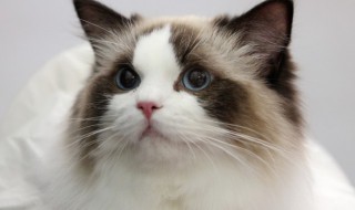 如何处理猫咪的卫生（猫咪平时怎么消毒）