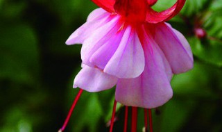 灯笼花开花的时候能往花上喷水吗(灯笼花开花的时候能往花上喷水吗视频)