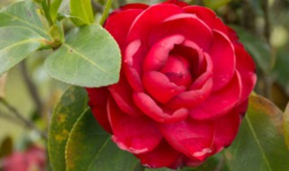 茶花叶子枯萎是怎么回事 茶花叶子发枯