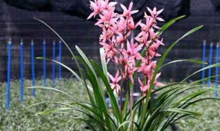 兰花的叶子发黄怎么办 兰花叶子变黄怎么回事