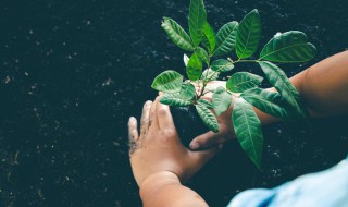 室内植物红掌该如何养殖 红掌室内植物怎样养护