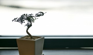 春天适合养什么植物在室内 春天家里养什么植物