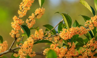 桂花适合室内养吗 室内养植桂花好吗?