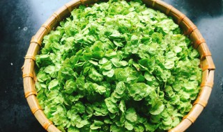 榆钱怎么保存更久（榆钱放冰箱能保存多久）