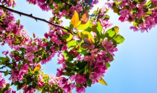 什么时候是种花的季节（现在是种什么花的季节）